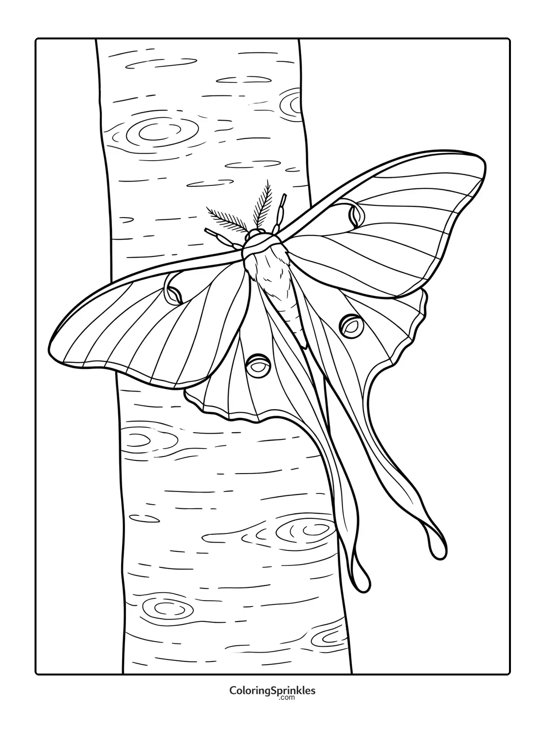 Coloring page of a moth resting on tree bark with patterned wings