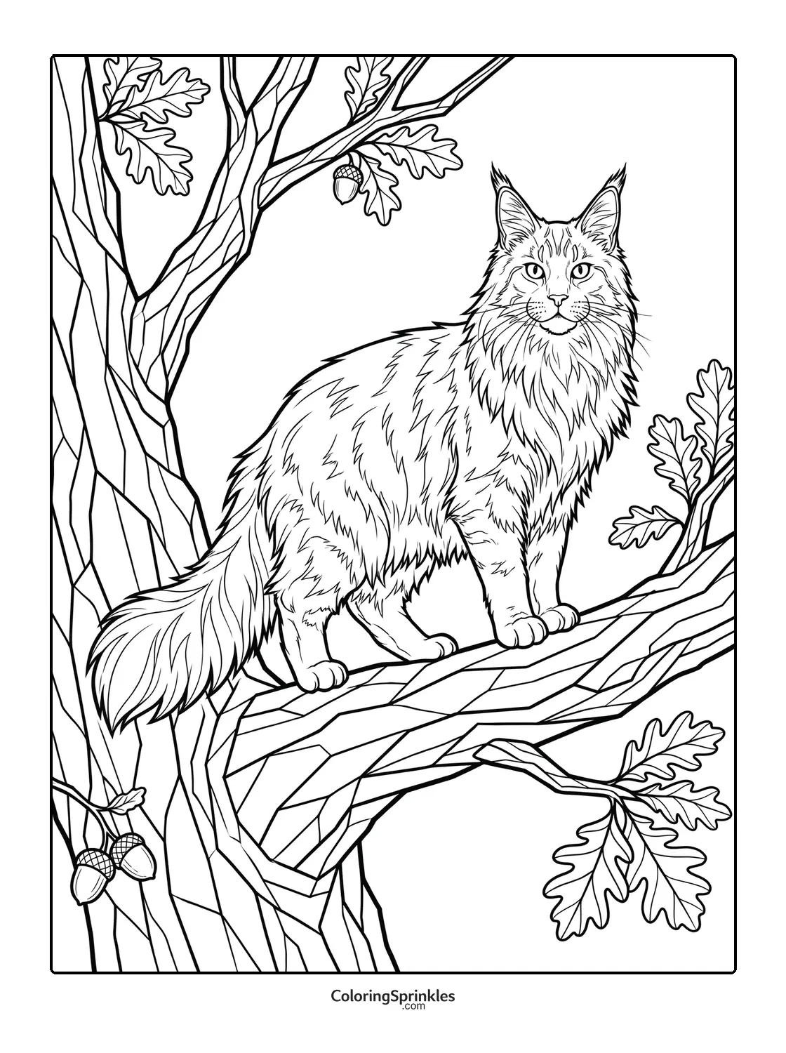 Coloring page of a Maine Coon cat standing on a tree branch with oak leaves and acorns