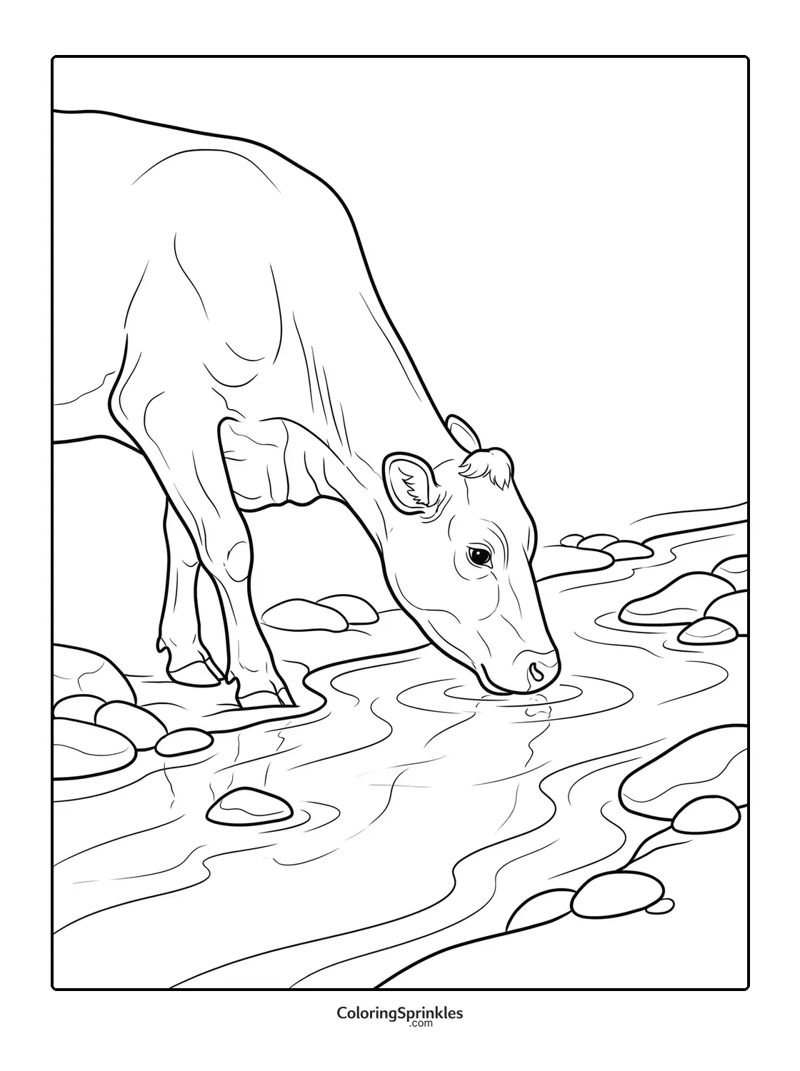 Coloring page of a cow drinking water from a stream with rocks