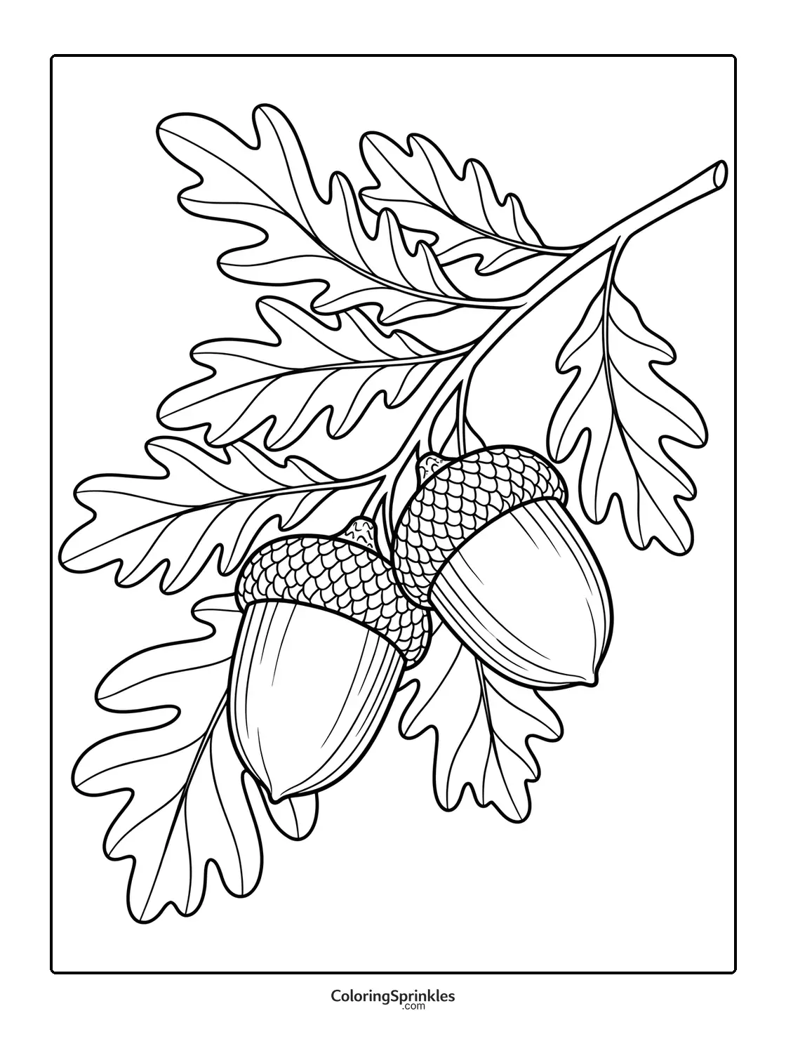 Coloring page of oak leaves and acorns on a branch