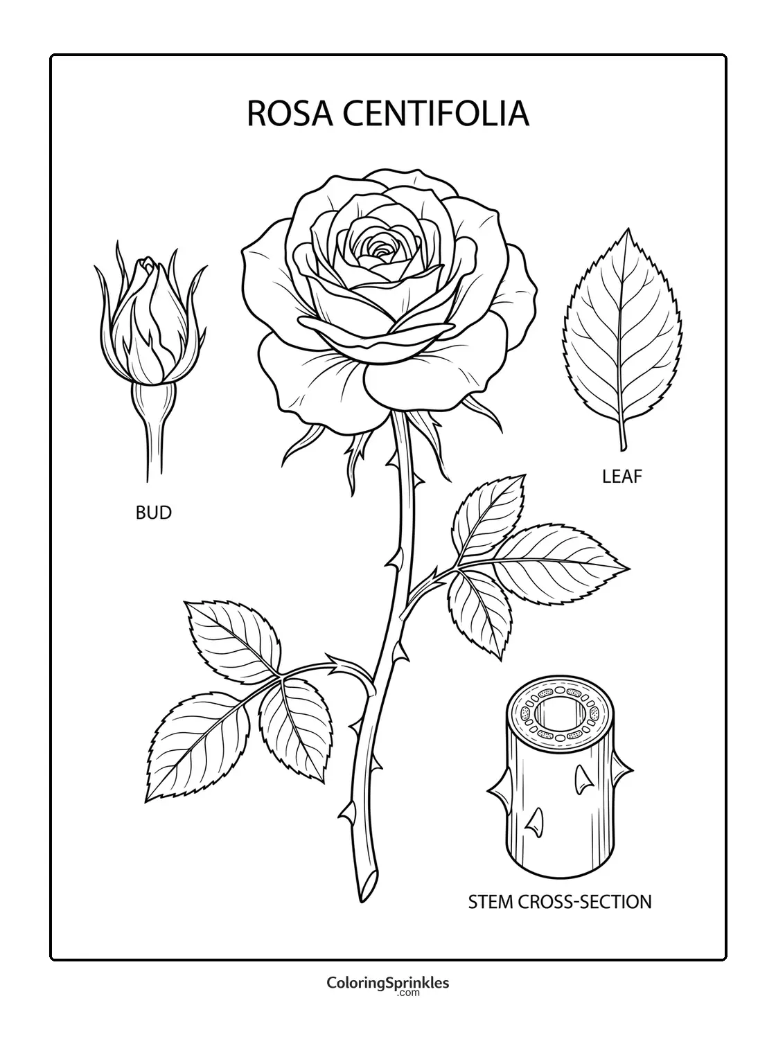 Coloring page of a rose with bud leaf and stem cross section
