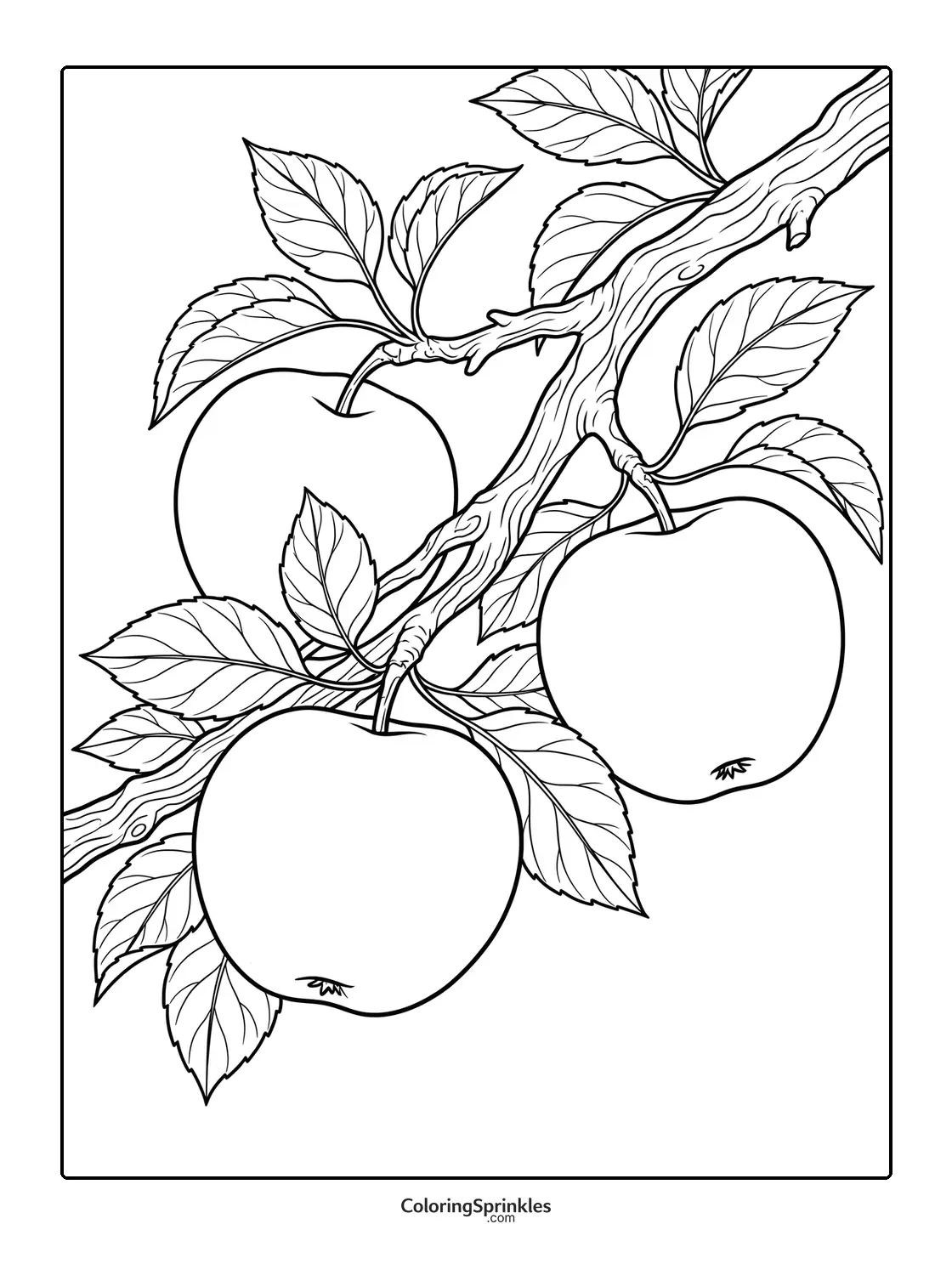 Coloring page of apples hanging on a branch with leaves