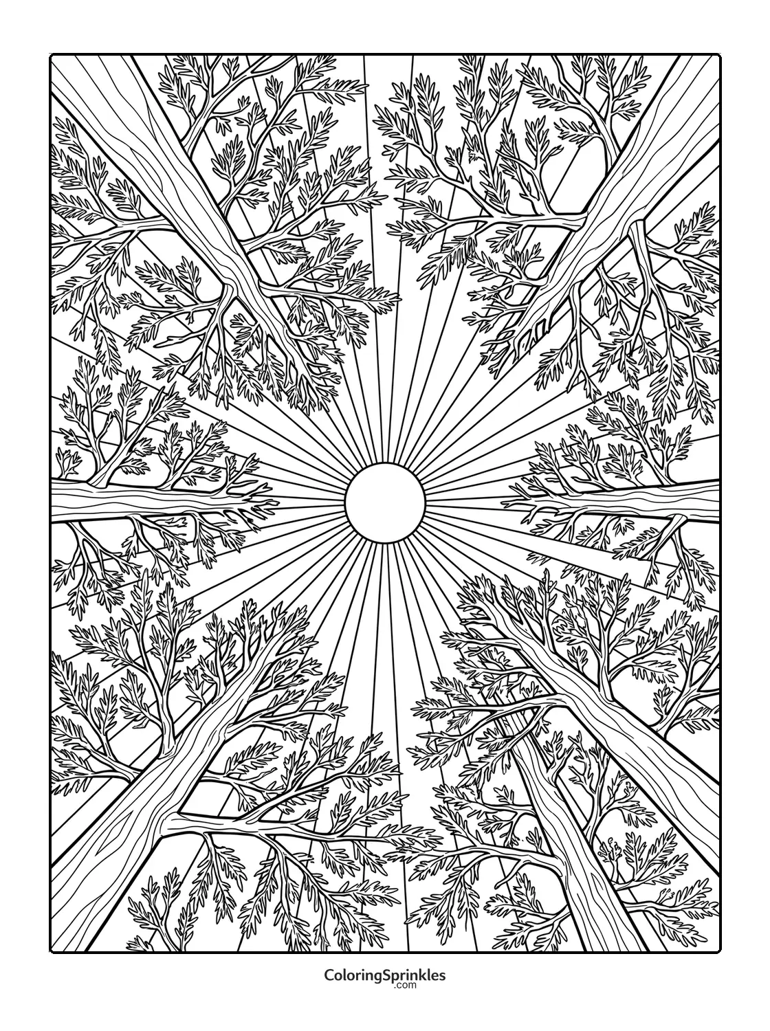 Coloring page of sun rays shining through tall trees in a forest